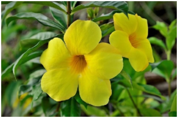 Pengertian Bunga Alamanda Keindahan Tropis dan Manfaatnya